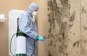 Why You Should Choose Our Mold Remediation Services in El Paso De Robles, CA